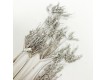 花束系列-竹香草